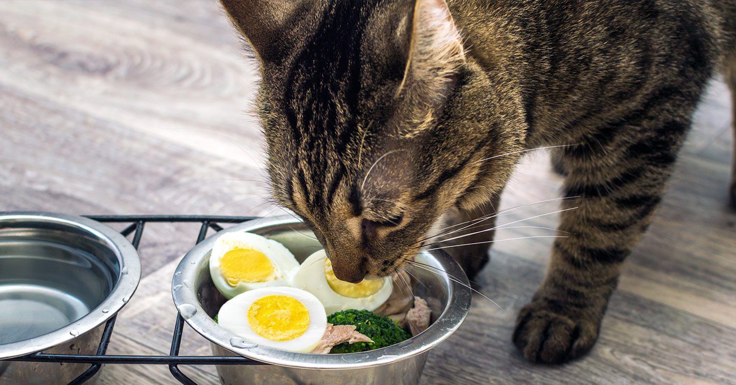 حساسیت به تخم مرغ در گربه ها